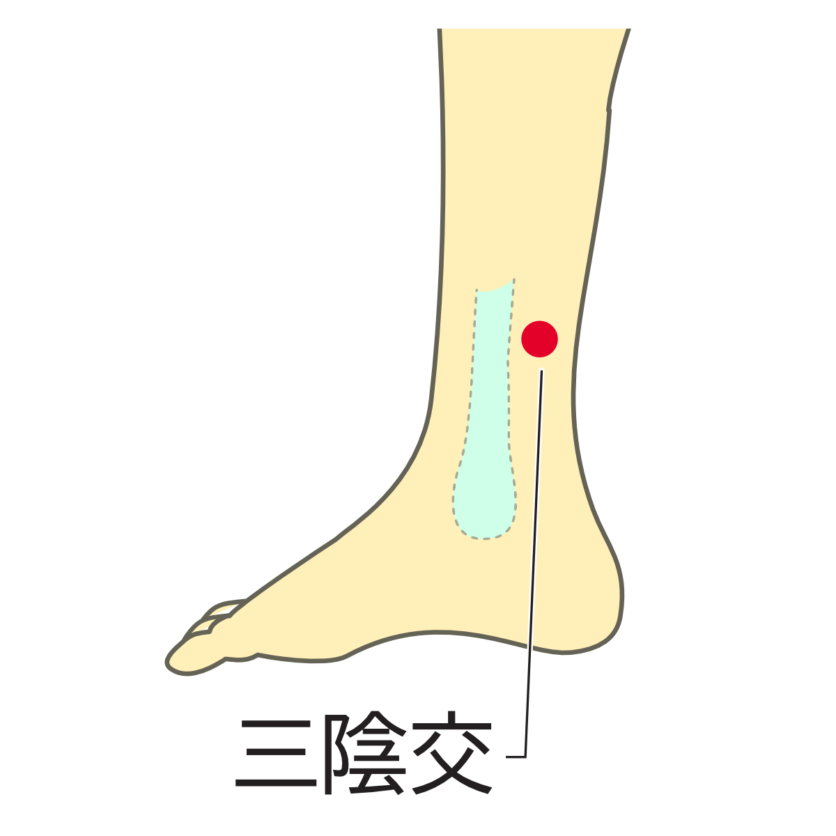 三陰交のツボ