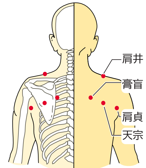 肩井、膏盲、肩貞、天宗の画像
