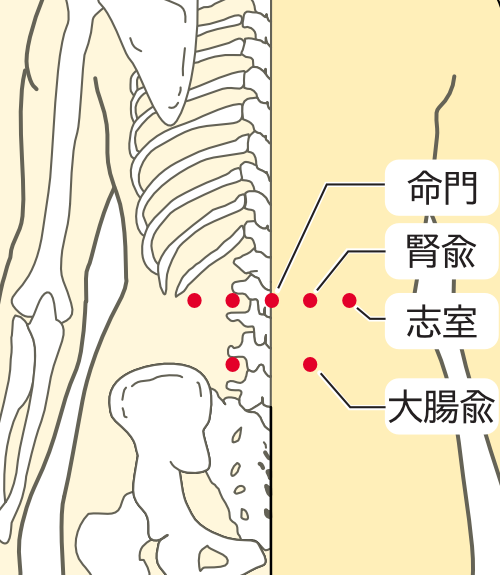 命門、志室、腎兪、大腸兪の画像